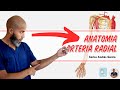 Anatomía - Arteria Radial (Origen, Trayecto y Relaciones, Ramas)