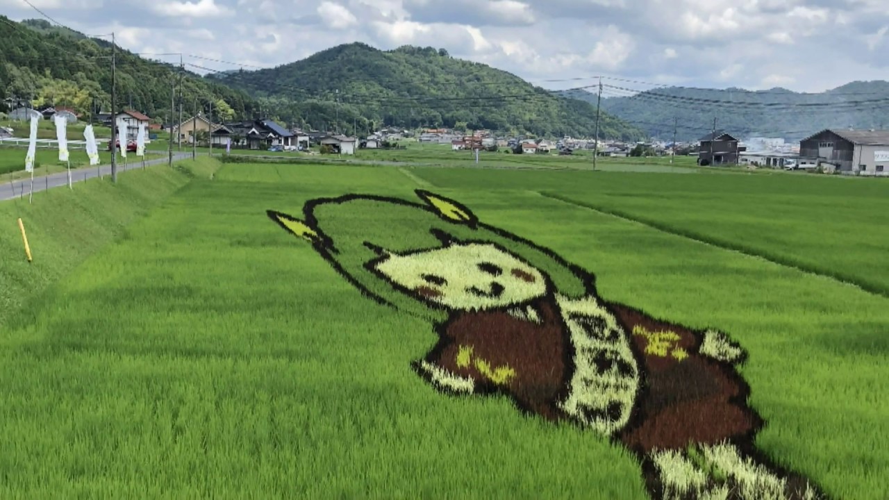田んぼアート 広島県安芸高田市 These paddy field art were grown