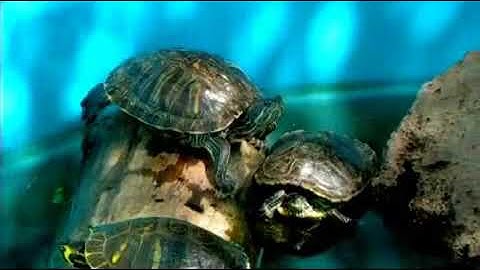 How to Clean Turtle Shells