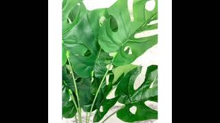 RICKARTIFICIAL - Daun Hias Monstera X12 Semi Latex Artificial Tanaman Palsu Dekorasi Pohon Plastik