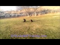 Lab and Rottweiler Off Leash AMAZING OBEDIENCE; BEST Reno, Nevada and Northern Nevada dog trainer! Lab and Rottweiler Off Leash AMAZING OBEDIENCE; BEST Reno, Nevada and Northern Nevada dog trainer!