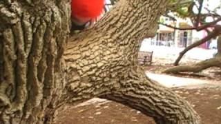 Information Ben McLellan and Lachy Smith Parkour Update