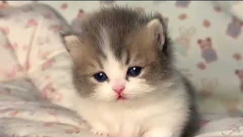 The Cat Raised by a Mouse