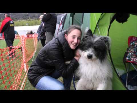 Animal Event wedstrijd: mooiste hond van Nederland