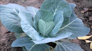 Fall Vegetable Garden October 2012