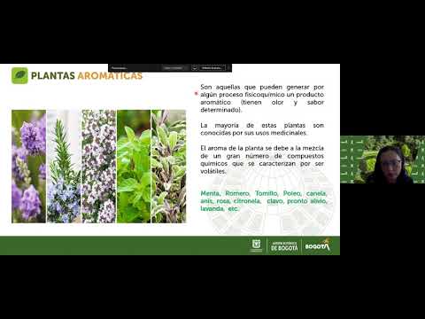 Video: Información sobre aceites esenciales - Cómo usar aceites esenciales de plantas de jardín