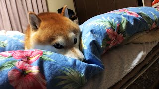 人間用の布団を占領する柴犬