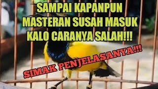 Cara pemasteran burung sogok ontong,Cepat masuk