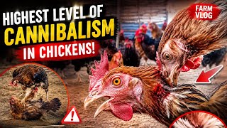 Highest Level of Cannibalism in Chickens! What Is Happening in My Farm | Farm338