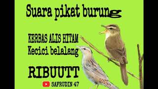 SUARA PIKAT BURUNG KERBAS ALIS HITAM VS KECICI BELALANG RIBUT