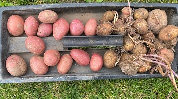 Plant potatoes the only way - the Irish way! #potatoes #plantingpotatoes #
