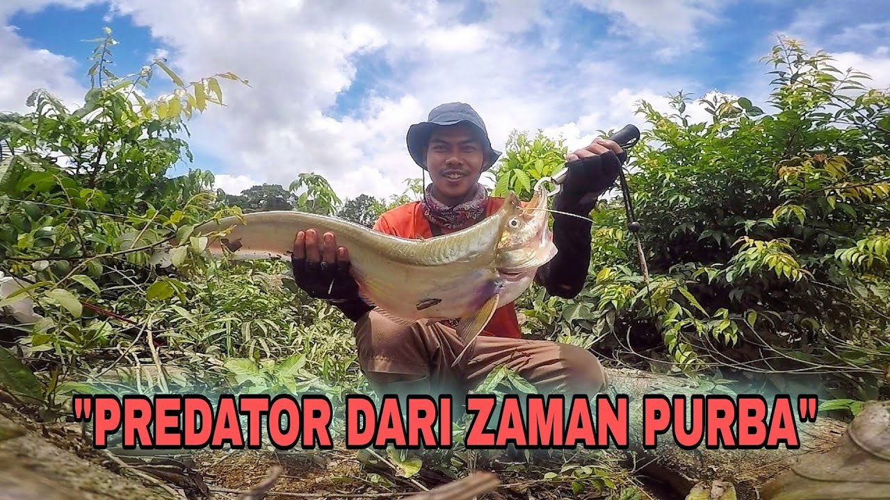 CASTING IKAN PURBA LAIS TEMBIRING / SINGGAREK