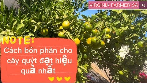 Cách bón phân cho cây quýt đạt hiệu quả nhất