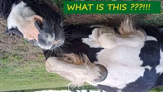 Girl monkey lying down with 2 horses
