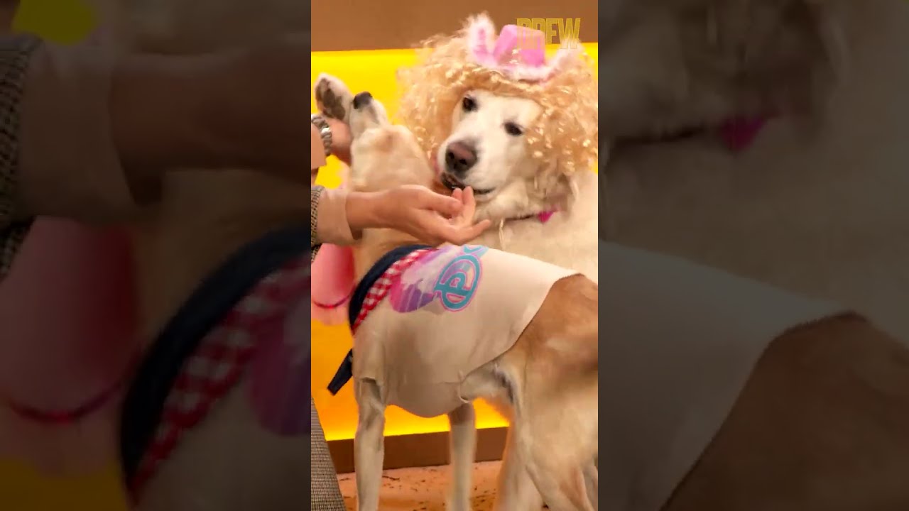 Drew Barrymore's Dogs Try On Dolly Parton's Pet Clothes | The Drew Barrymore Show | #Shorts