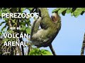 Perezosos en el Volcán Arenal