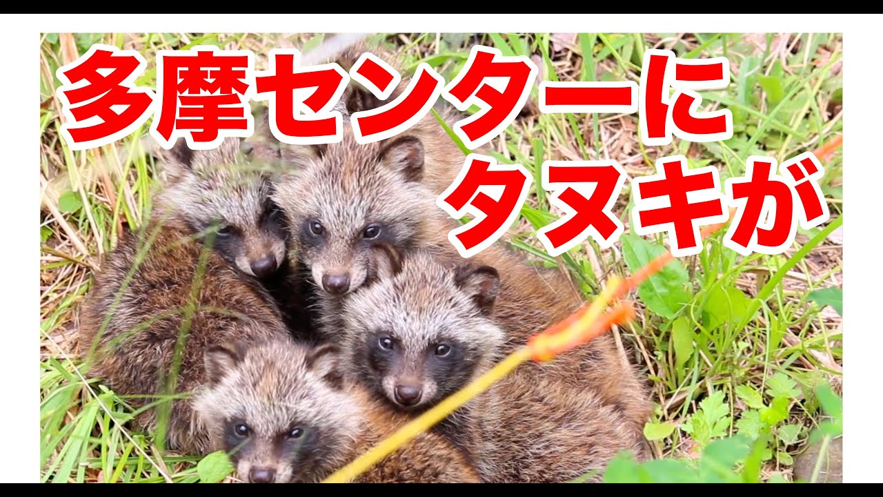 多摩センターにタヌキがいた Youtube