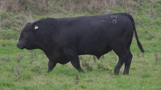 Orere Angus Lot 4