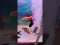 aquarium #sharkfishing #ilovesharks #savethesharks #sharky #