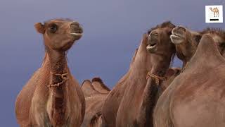 أقوى إبل العالم كيف تعيش جمال منغوليا