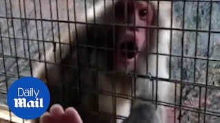 Adorable monkey reacts to magic trick