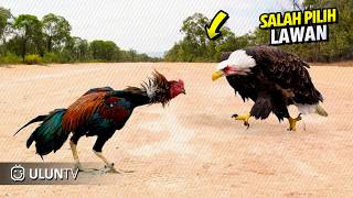 BIKIN HEBOH!! Elang Salah Serang Ayam!! Niatnya Ingin Memangsa Tapi Akhirnya Malah Jadi Begini