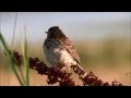 Meadow Pipit: Alarmcall and singing flight / Graspieper: Alarmroep en zangvlucht (Anthus Pratensis)