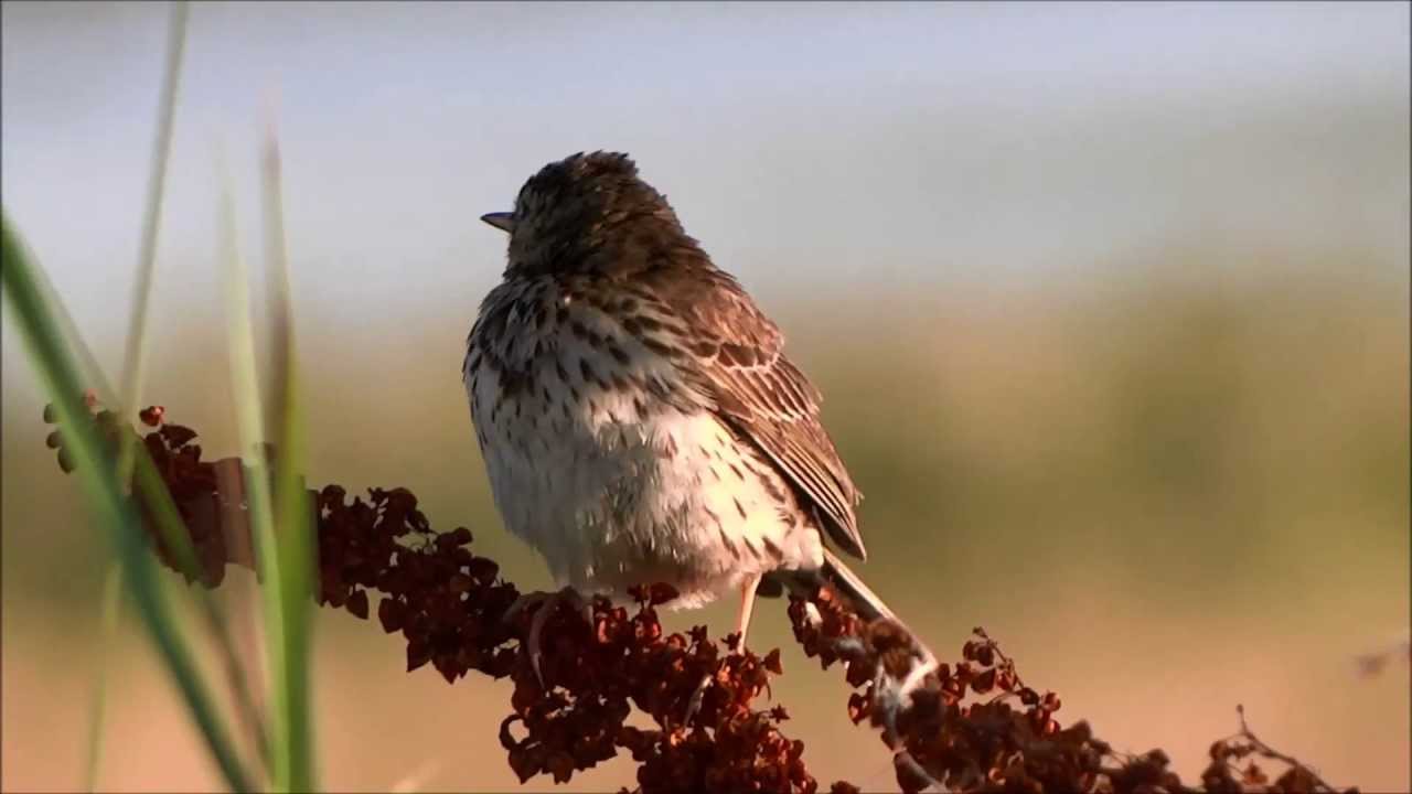 Meadow Pipit: Alarmcall and singing flight / Graspieper: Alarmroep en