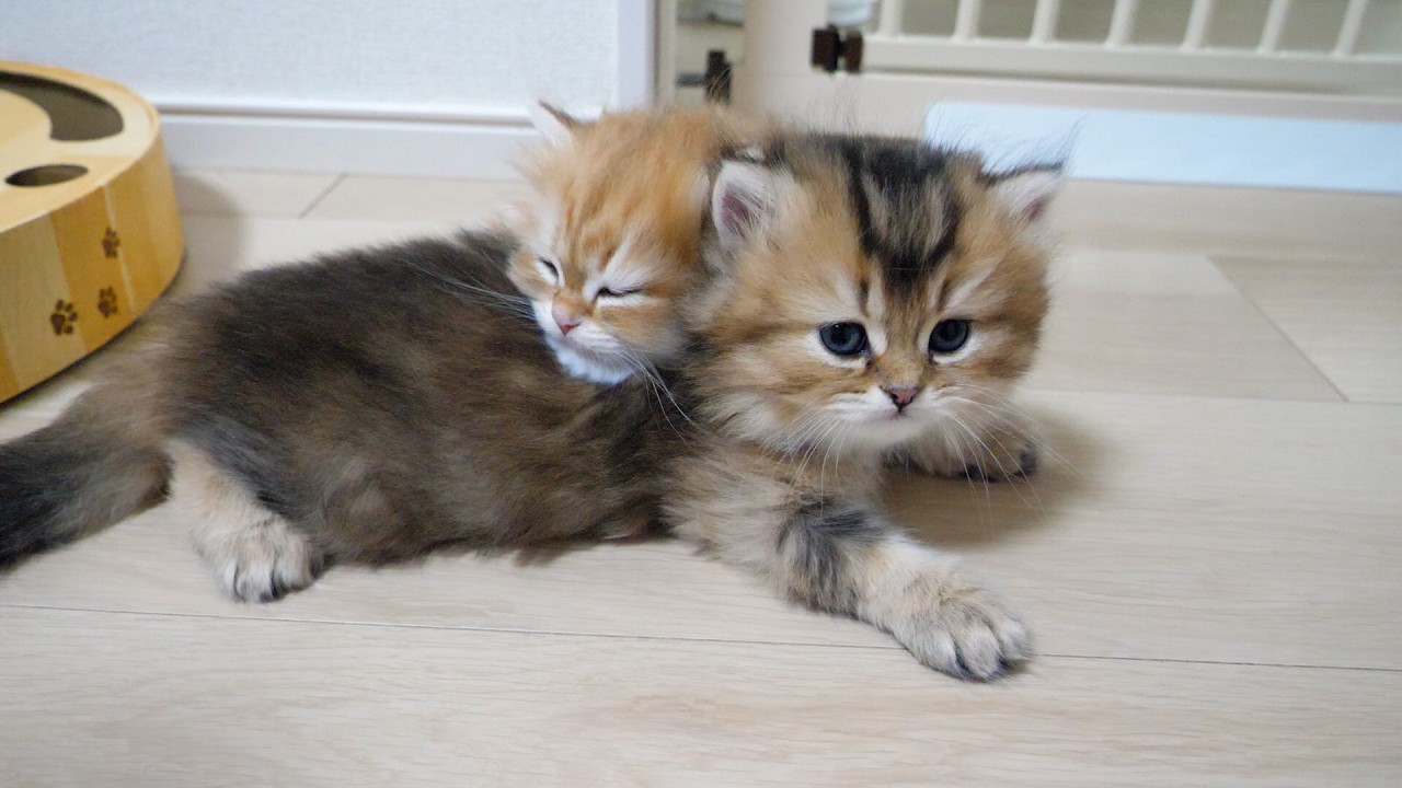 Cute kitten siblings always end up sleeping cuddled together...