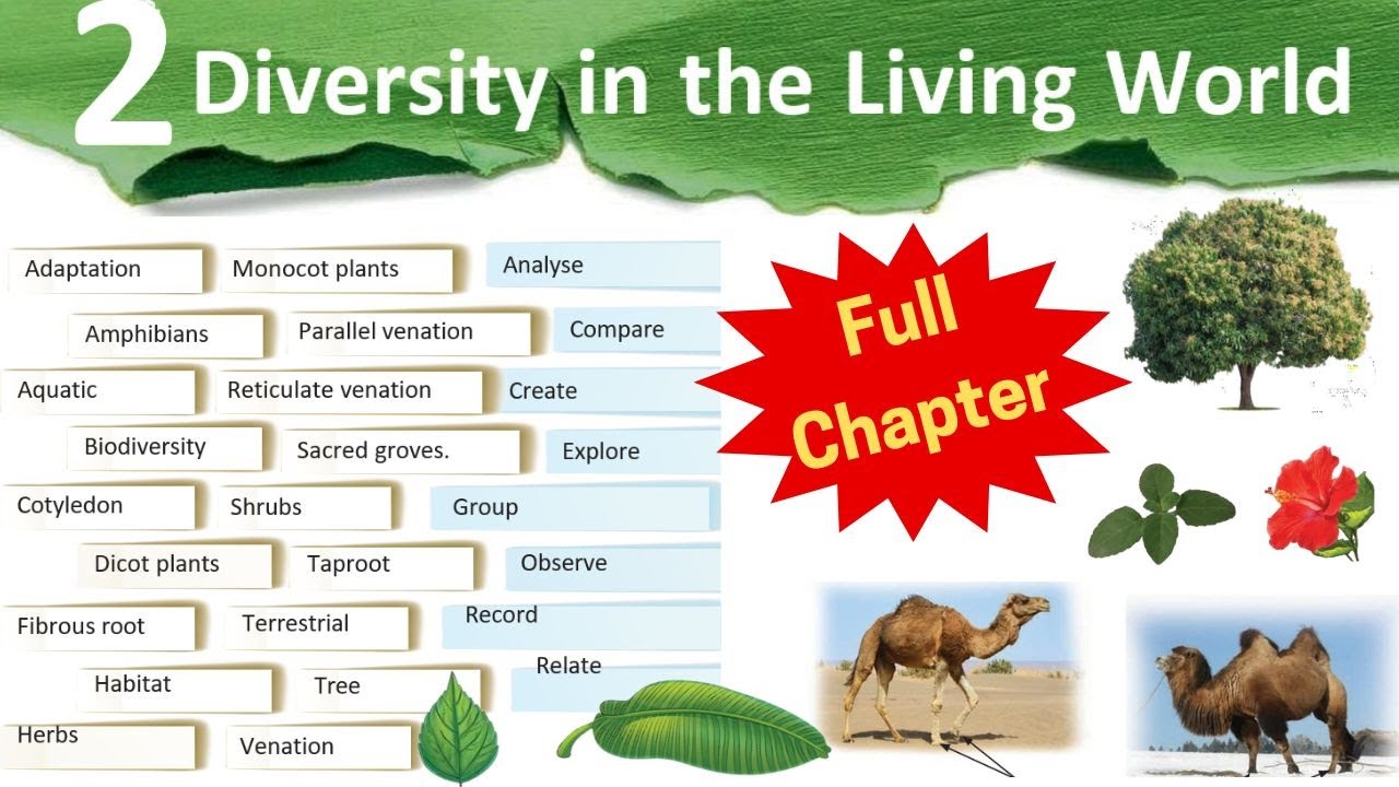 Diversity in the Living World / Class 6  Science Chapter 2 / 