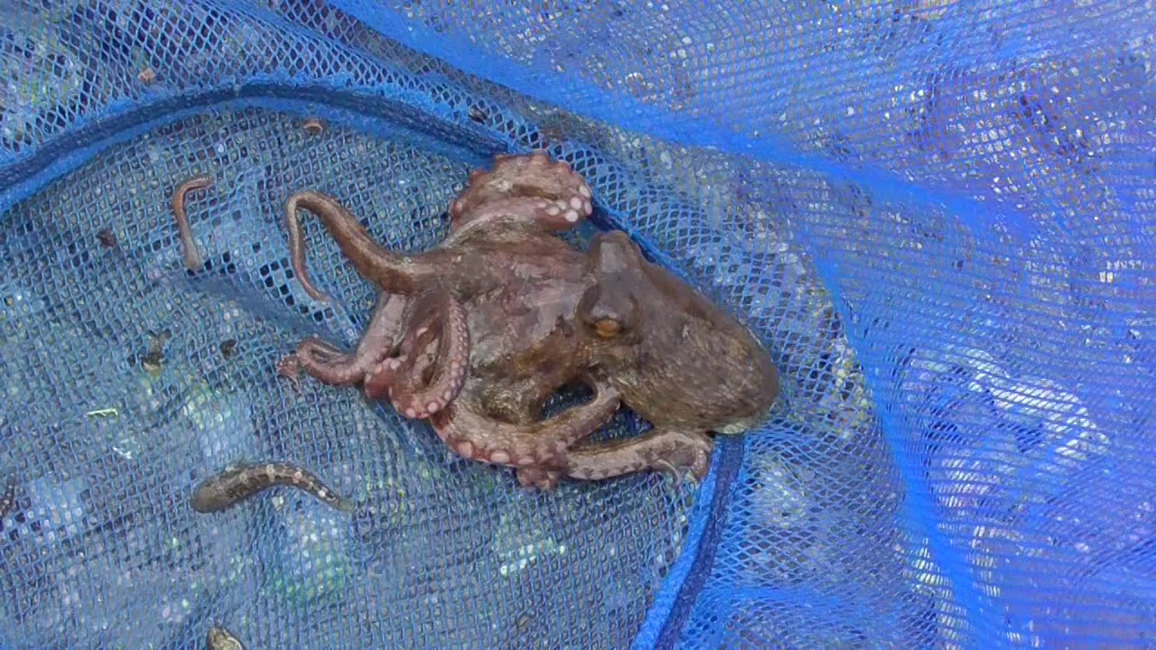潮溜まり タイドプール のタコを捕まえる 釣太郎ブログ