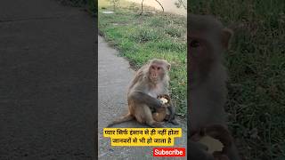 #Rishta Dilon ka (said version) #subscribe #treading #cute #baby #monkey video #monkey dluffy #reels