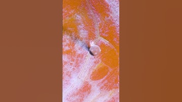 Orange vs Needle (Closeup Macro) #macro #orange #needlework #slowmotion