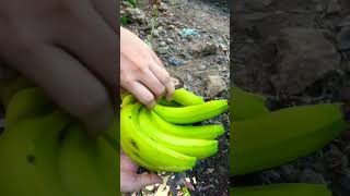 Beautiful Natural And Fresh Banana Fruit Village - Rural Life 97 fruit satisfying youtubeshorts