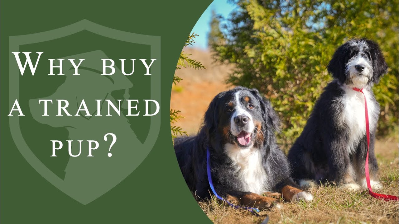 Why Buy a Trained Bernedoodle or Bernese Mountain Dog?
