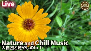 [Live] Nature and Lo-fi Hip Hop for Relaxation, Focus, and Gentle Sleep [Chill BGM]