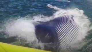 La balena xxxnxxx