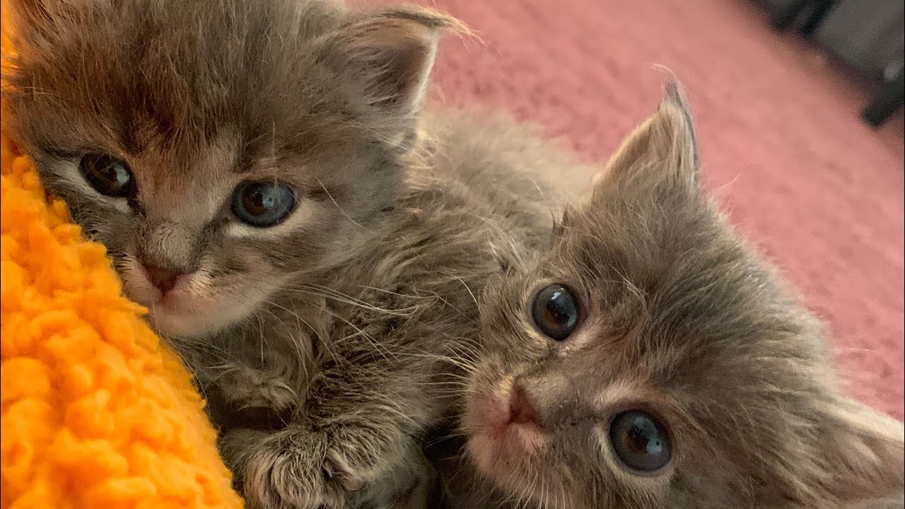 Kitty cat YouTube