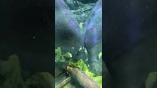 Manatees Heading Back To Florida - Cincinnati Zoo