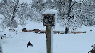 Animals Flock to this Woodland Backyard || ViralHog