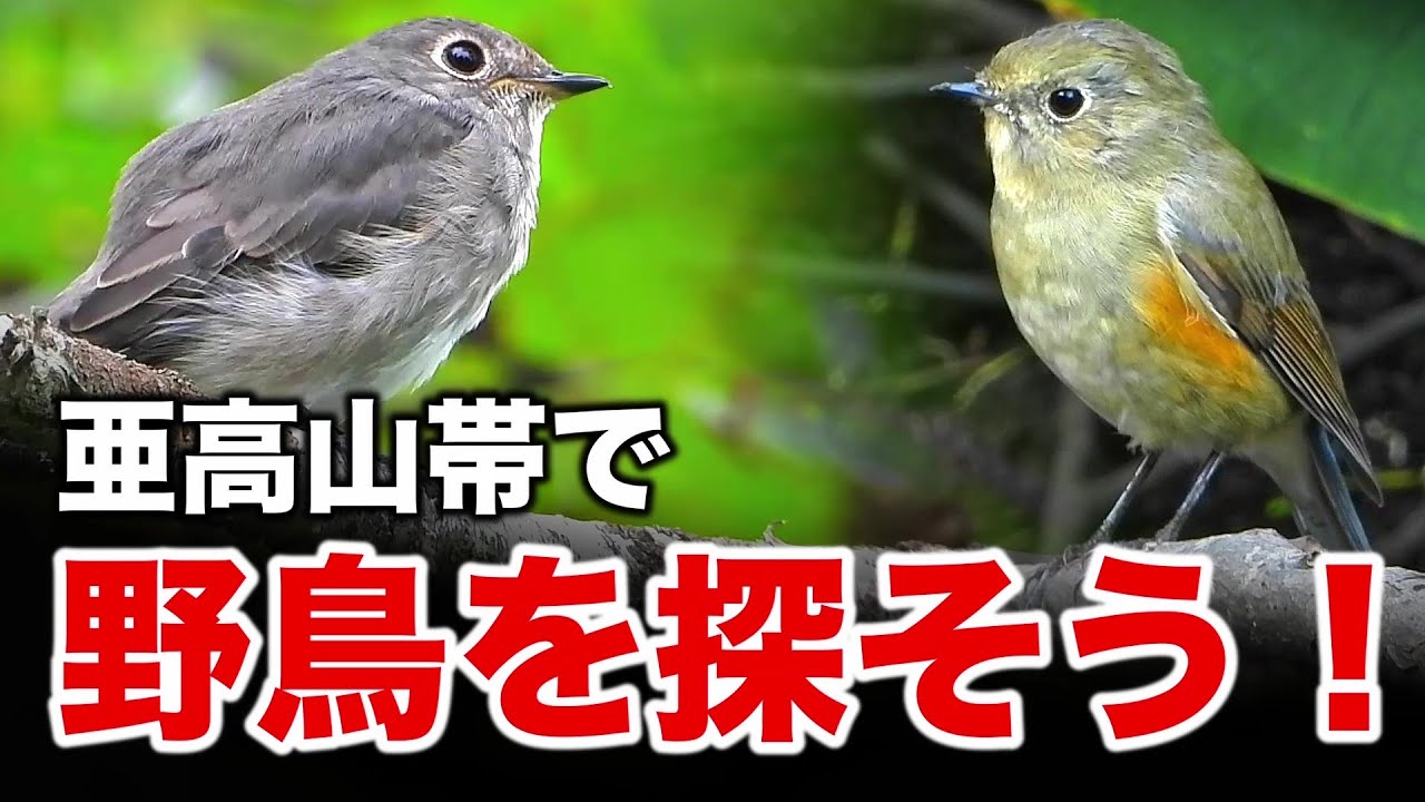 Reunited with the Blue-and-White Flycatcher! Wild birds you can