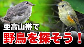 Reunited with the Blue-and-White Flycatcher! Wild birds you can