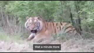 Amur Tiger feeding