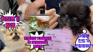 귀 진드기 전염병/포메 세마리 진료비용/ 강아지 진료비/ 강아지병원비