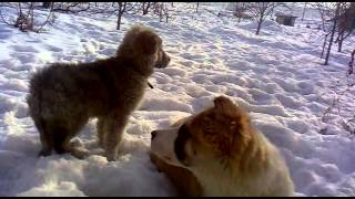 мои ушастые =D мои ушастые =D