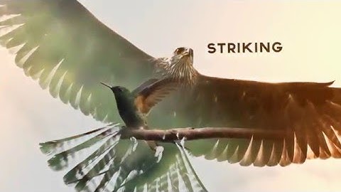 After Effects project Videohive - Parallax Animation Studio