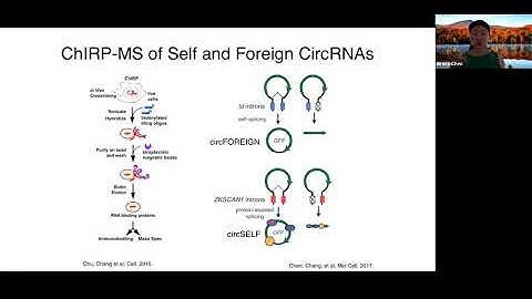 [Ye Grace Chan]  N6-Methyladenosine Modification Controls Circular RNA Immunity