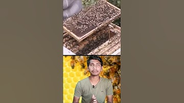 School for honey bees