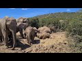 Herd of African Elephants playing in the mud at Addo Elephant National Park (3of3)