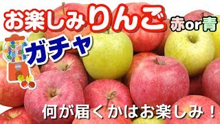 国華園　りんごガチャ紹介